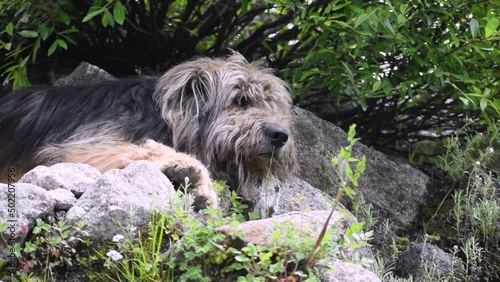 A wild himalayan shepherd dog also known as bhotia dog. It is very common to see them in high altitude treks in himalayas. Captured during beas kund trek in himachal pradesh in India. photo