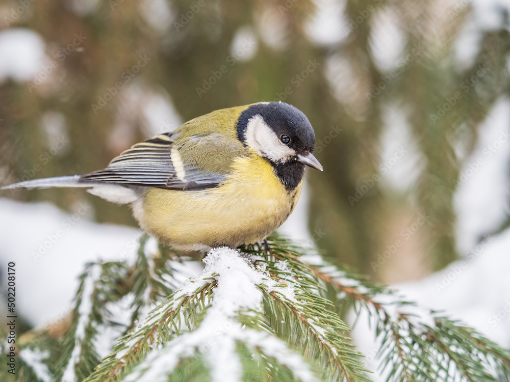 Naklejka premium Cute bird Great tit, songbird sitting on the fir branch with snow in winter