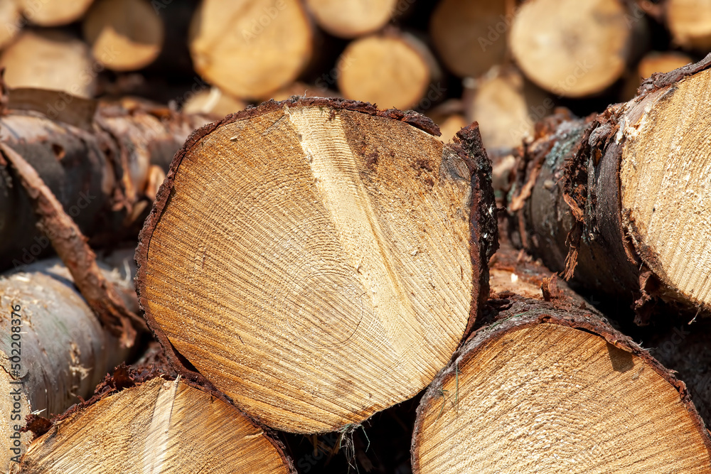 a large amount of pine wood during logging a large amount of pine wood during logging