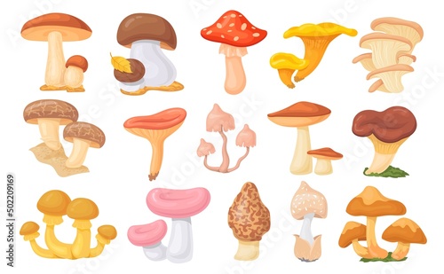 Forest ceps. Cartoon oyster mushrooms, autumn harvesting mushroom, wild amanita, tasty shiitake cep boletus different edible growing fungus vegetarian food neat vector illustration