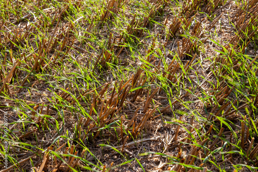 cereal plants during cultivation in the field in summer