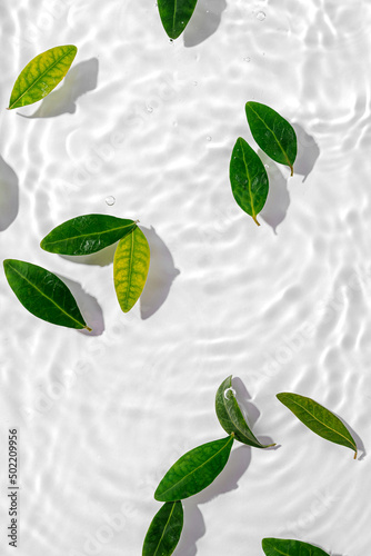Water ripple with green leaves. Trendy white background for cosmetic product presentation. Artistic concept. Copy space