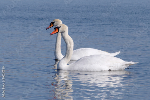 couple of white swans swimming in a river