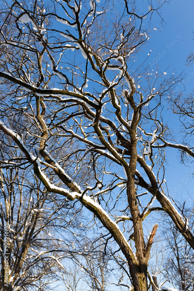 deciduous trees covered with snow in winter deciduous trees covered with snow in winter