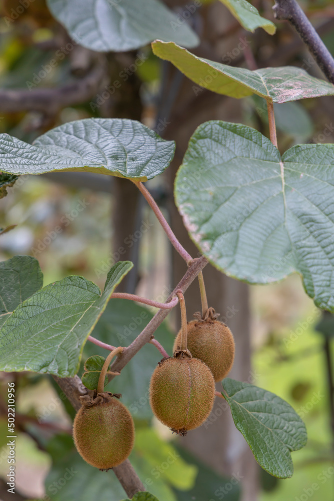 Fototapeta premium Orchard with kiwi in Marche, Central Italy