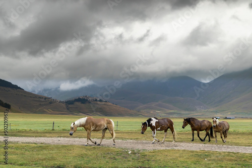 horses in mountain landscape near Castelluccio village in National Park Monte Sibillini, Umbria region, Italy
