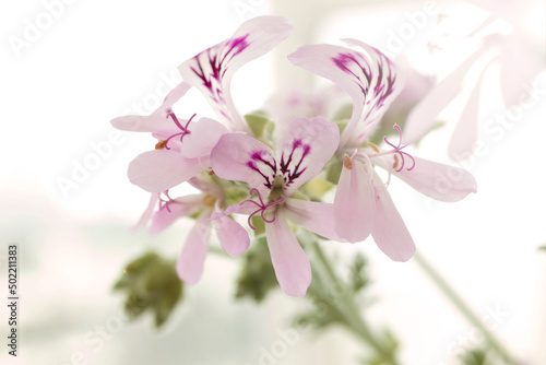 Fototapeta Naklejka Na Ścianę i Meble -  Pelargonium flower, close-up. macro photo.
