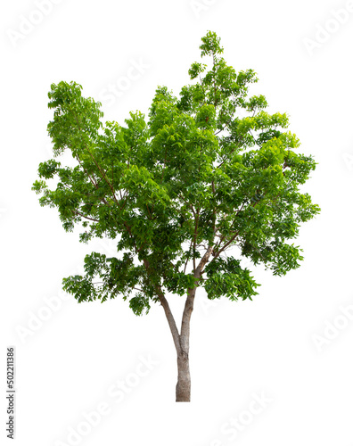 Single Tree isolated on white background  With Clipping path.