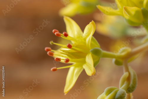 close up of yellow flower