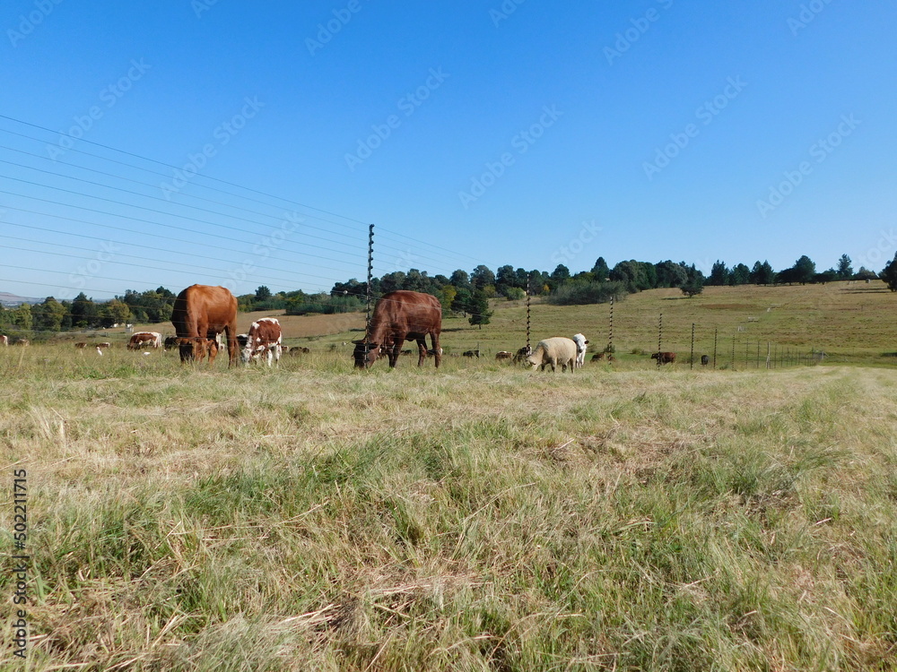 Hampshire Ewe Sheep, Cows and white calves with brown spots grazing in a grassland with an electric fence between the cows and sheep. Blue sky. Hampshire Ewe Sheep, Cows and white calves with brown spots grazing in a grassland with an electric fence between the cows and sheep. Blue sky.