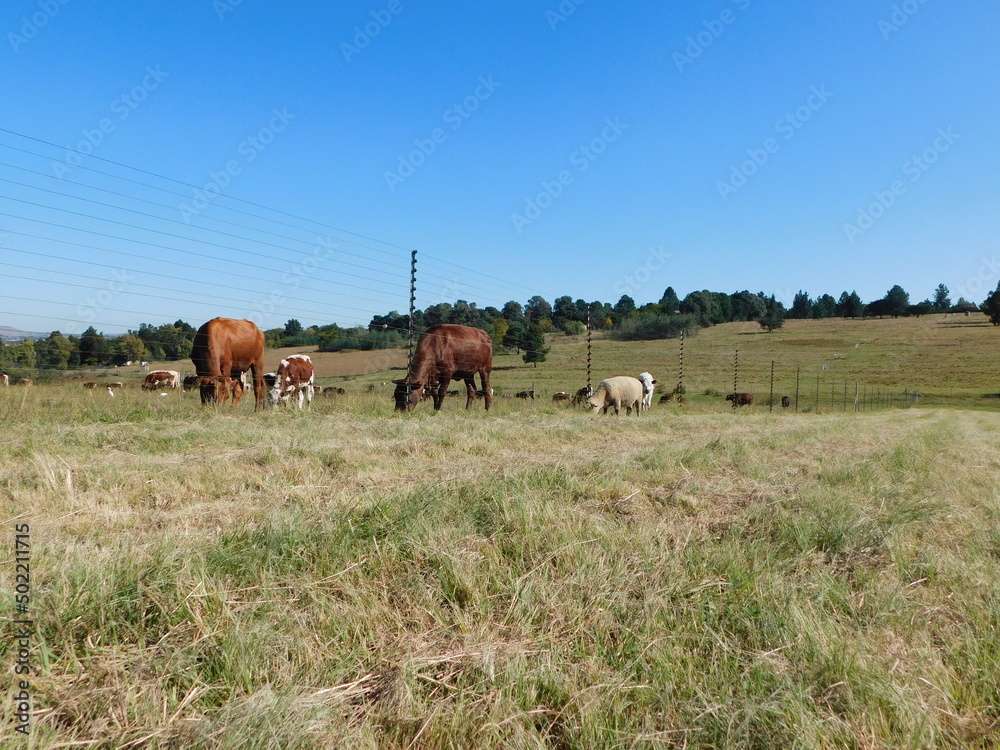 Hampshire Ewe Sheep, Cows and white calves with brown spots grazing in a grassland with an electric fence between the cows and sheep. Blue sky. 