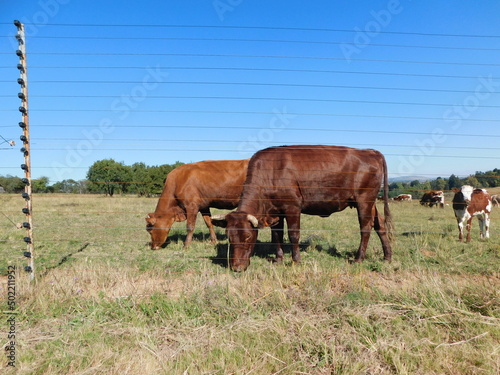 cows in the field © Desire