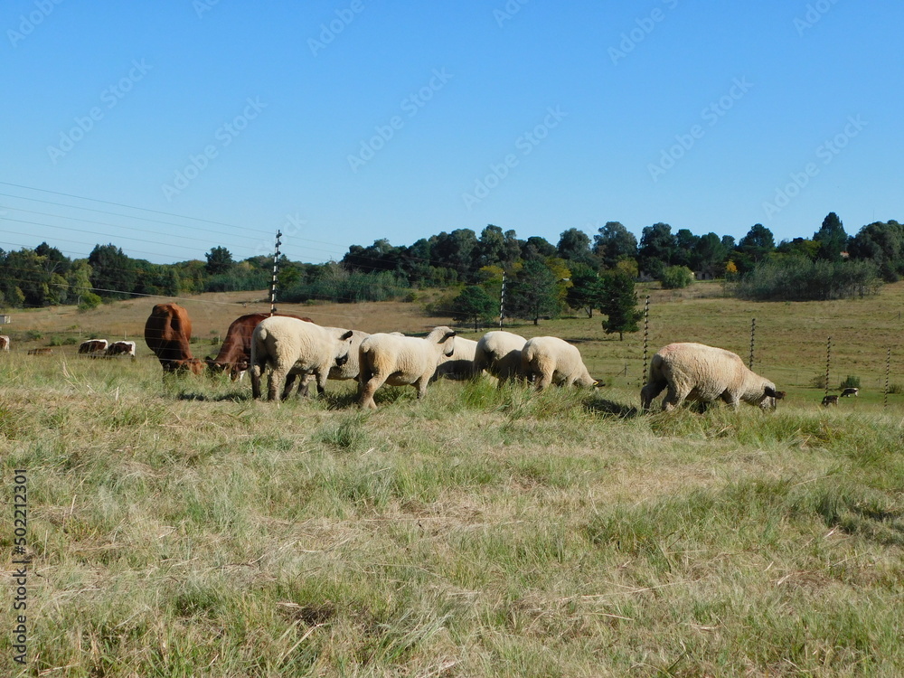 A herd of Hampshire sheep and one Llama walking in a grass field