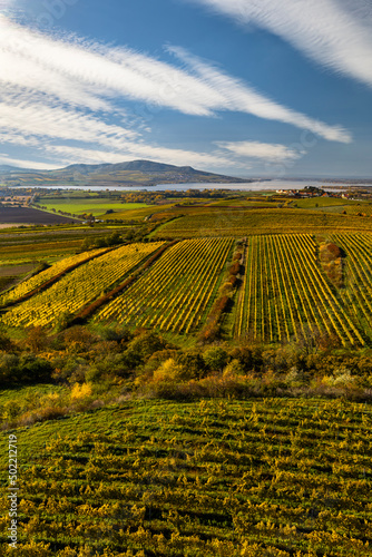 Vineyards under Palava  Southern Moravia  Czech Republic