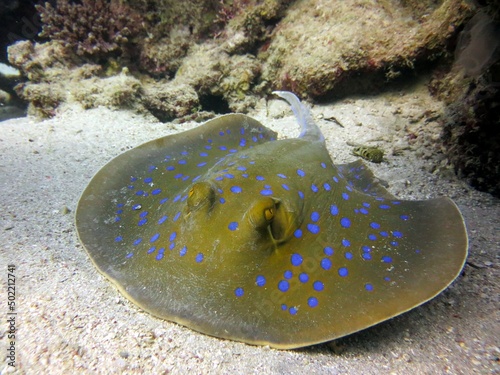 Blue spotted stingray