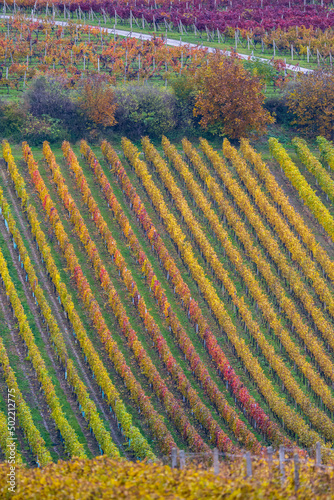 Autumn vineyard near Cejkovice  Southern Moravia  Czech Republic