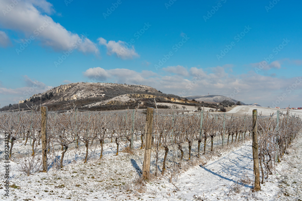 Winter vineyard near Mikulov, Palava region, Southern Moravia, Czech Republic Winter vineyard near Mikulov, Palava region, Southern Moravia, Czech Republic