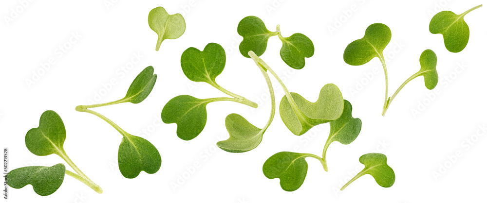 Falling microgreen leaves, arugula sprouts isolated on white background