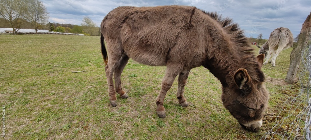 Esel auf Weide