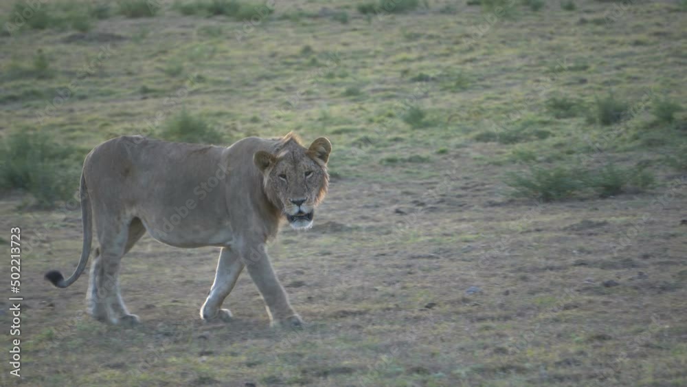 A young male lion walks towards the camera. A young male lion walks towards the camera.