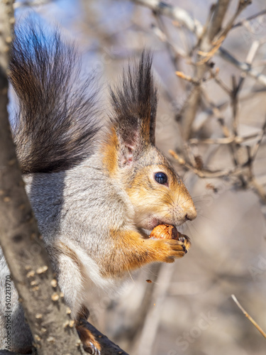 The squirrel with nut sits on tree in the winter or late autumn © Dmitrii Potashkin
