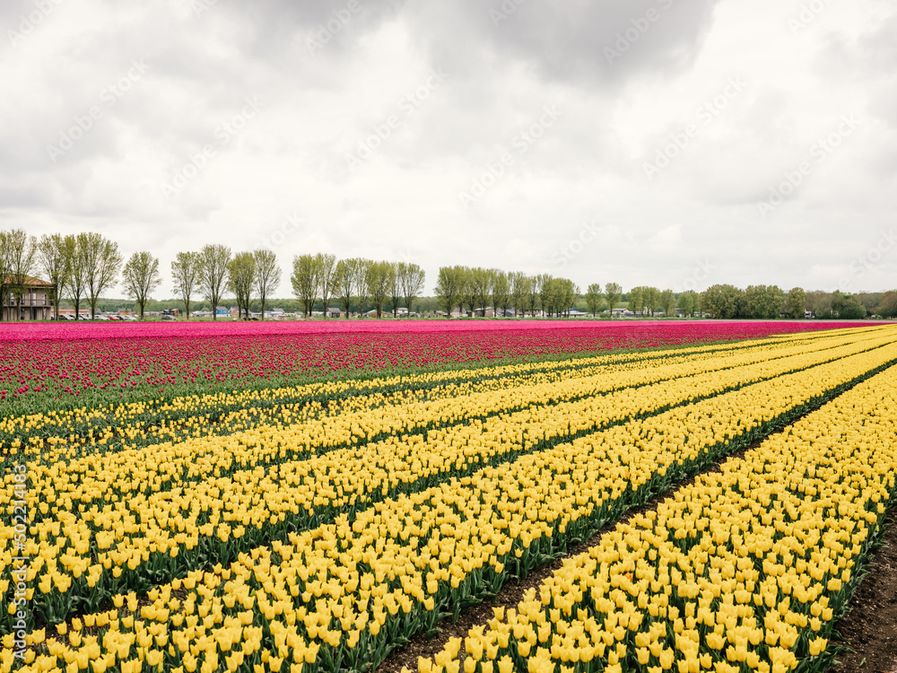 field with tulips and wind mills in the distance in Almere, The Netherlands. field with tulips and wind mills in the distance in Almere, The Netherlands.