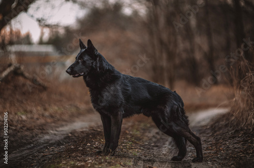 german shepherd dog © Keit