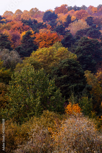 beautiful autumn nature with falling foliage in mid-autumn