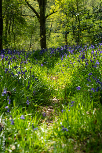 Bluebells in woodland