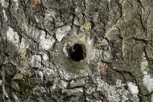Birch trunk in the park. Hollow bird. Tit nest. Texture. bark of tree