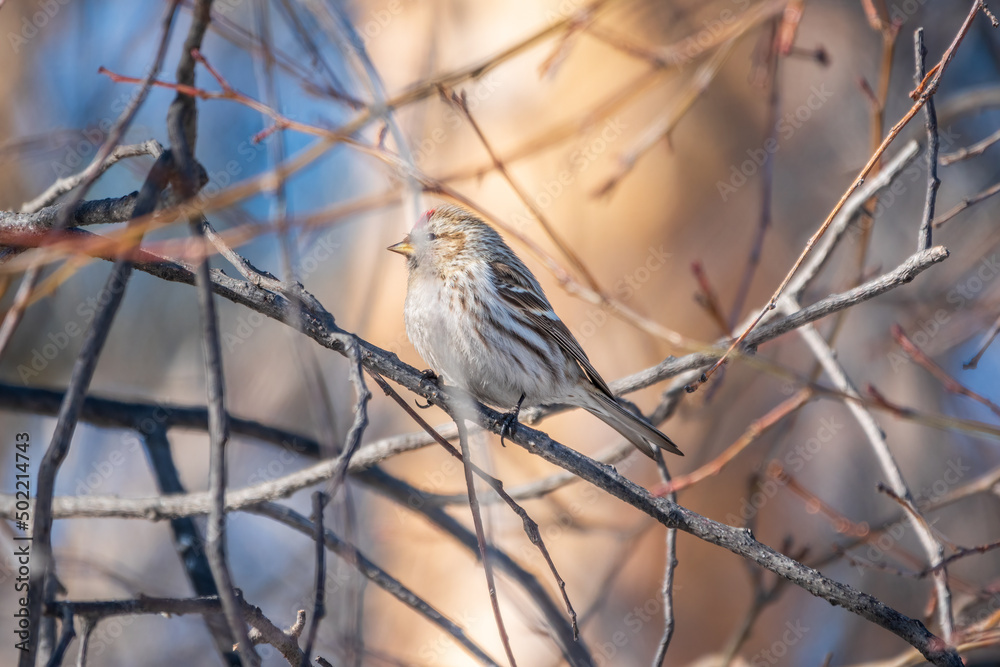Common redpoll female, cute bird with bright red patch on its forehead sits on tree branch without leaves in sunny spring day. Common redpoll female, cute bird with bright red patch on its forehead sits on tree branch without leaves in sunny spring day.