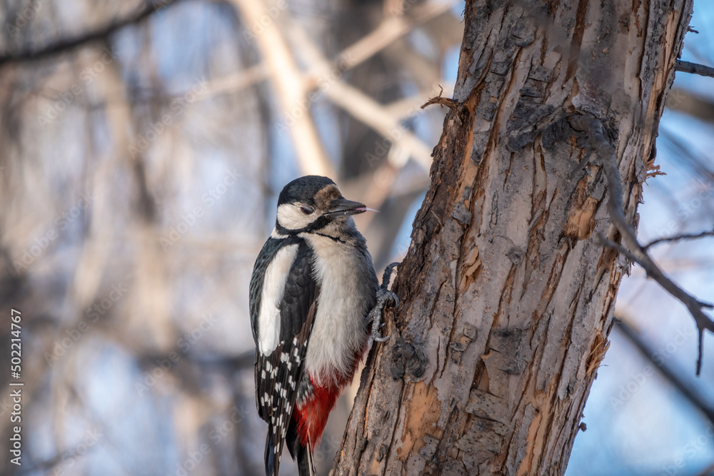 Fototapeta premium Little woodpecker sits on a tree trunk. The great spotted woodpecker, Dendrocopos major