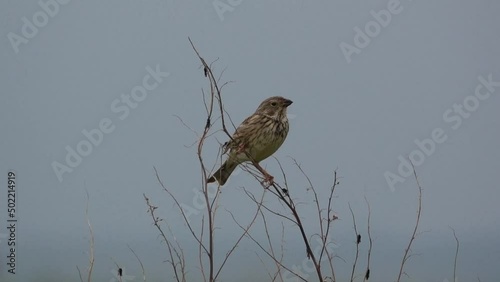 a skylark (Alauda arvensis) sat high in spring time tree branches surrounded by St Mark's Flies (Bibio marci) photo