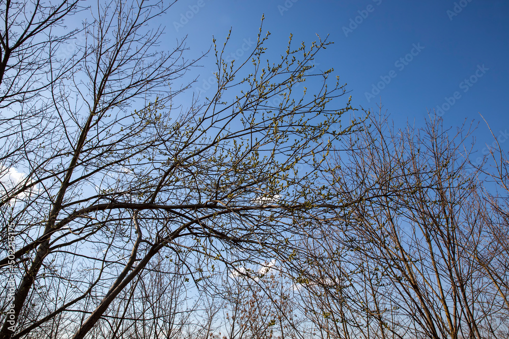 willow during blooming in the spring of the year willow during blooming in the spring of the year