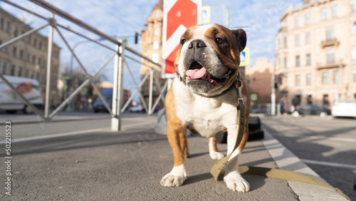 dog bulldog on a walk in city.