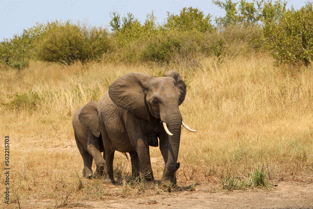 elephants walking through the savannah elephants walking through the savannah