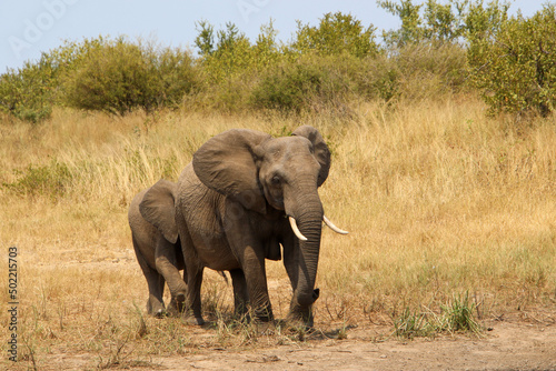 elephants walking through the savannah