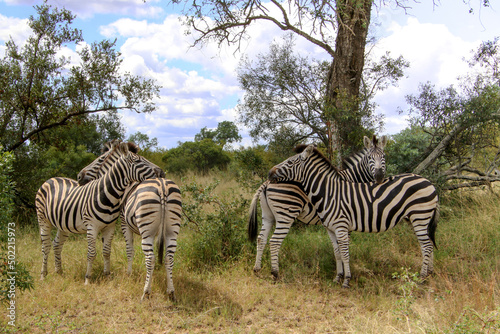 zebras resting heads on each other backs