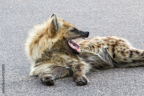 young hyena yawning whilst lying on the road