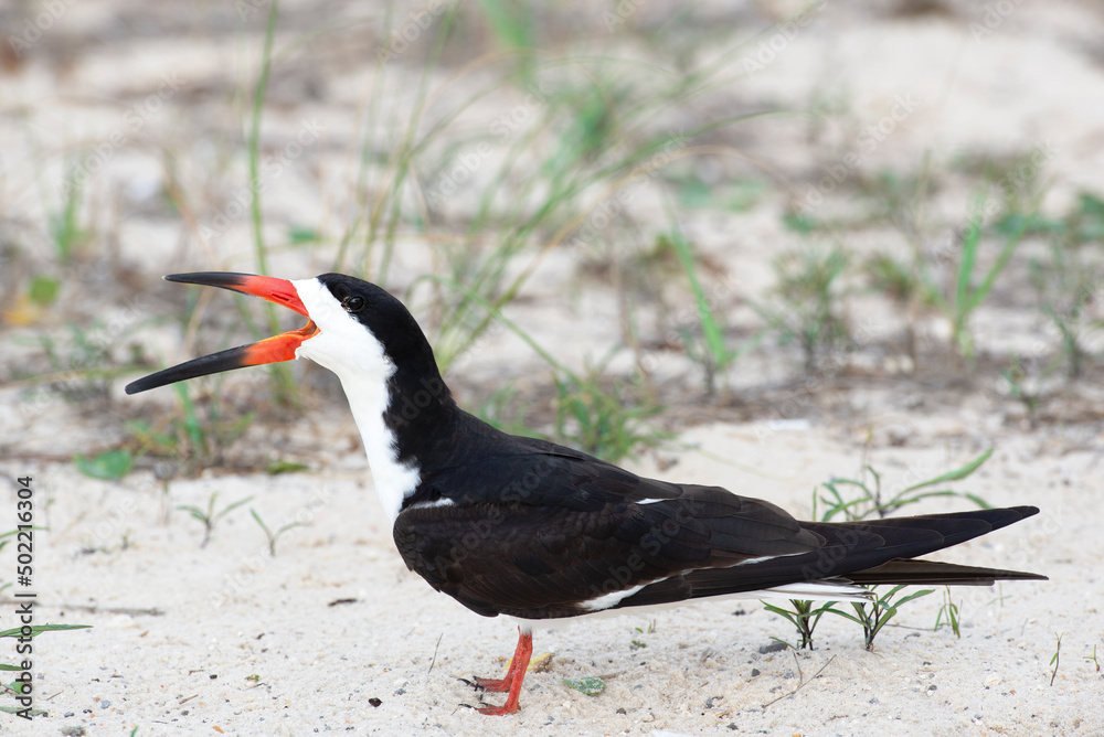 Black Skimmer calling to its mate on sandy beach Black Skimmer calling to its mate on sandy beach