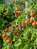 Close up of cherry tomatoes growing in a vegetable garden