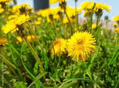 dandelions in the grass