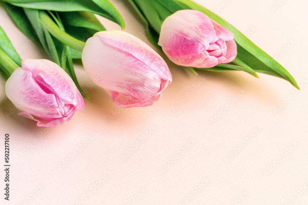 Festive spring image with pink tulips close up on pastel pink background with copy space for text.