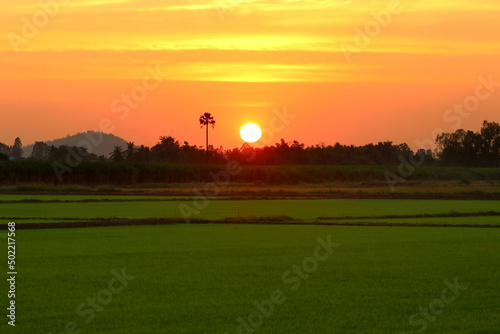 beautiful sunset over the paddy field