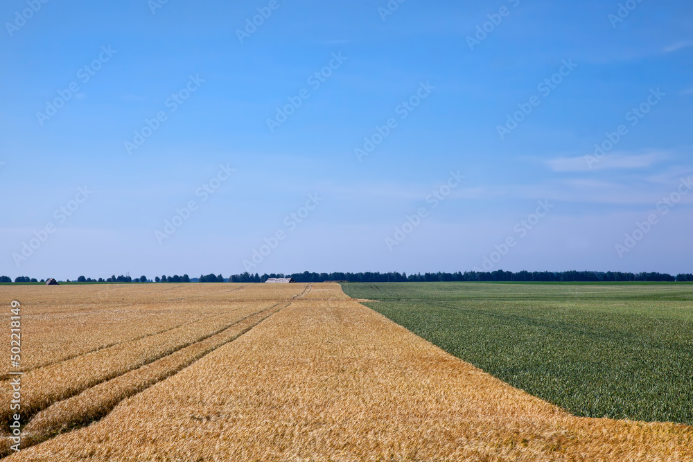 golden-colored ripe wheat in the field
