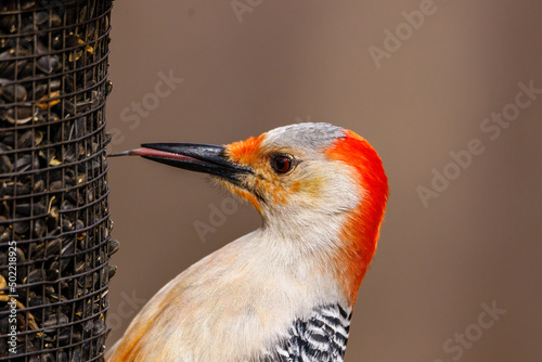 Close up of a Red-bellied woodpecker (Melanerpes carolinus) using its tongue to get a black oiled sunflower seed from a feeder during spring. Selective focus, background blur and foreground blur. 