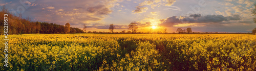 Panoramic view of blooming raps field by sunset, bright yellow rapeseed fields, brilliant yellow fields of oilseed rape.
 photo
