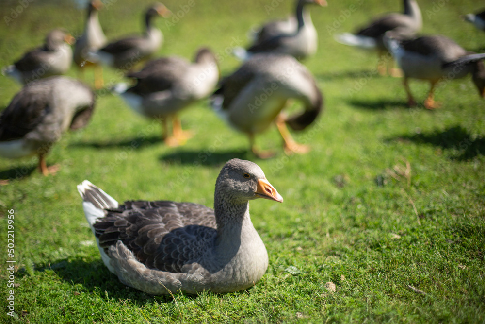 Gray geese in a clearing on a sunny day Gray geese in a clearing on a sunny day