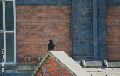 crow on mill
