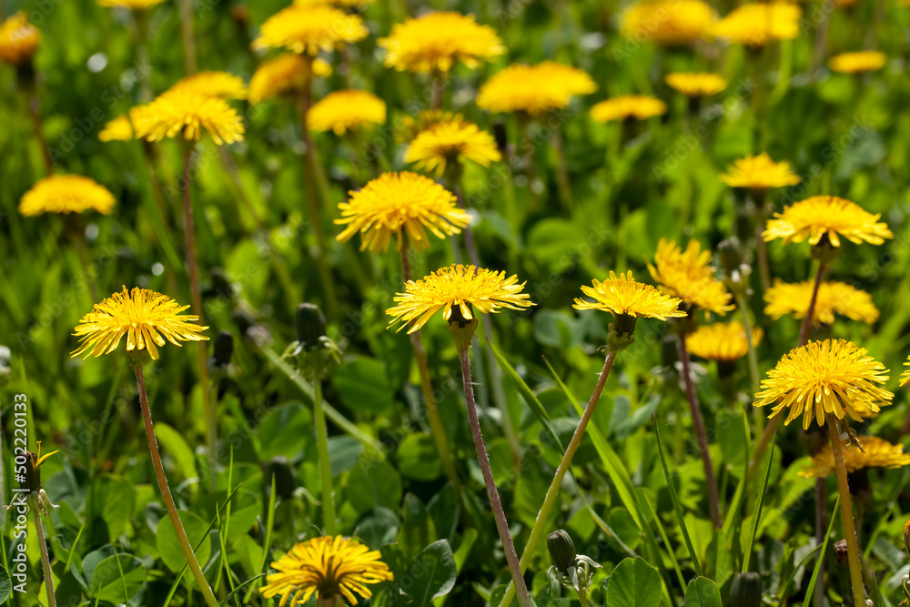 wild dandelions growing in the field